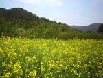 油菜花