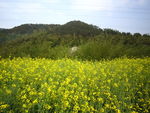 油菜花