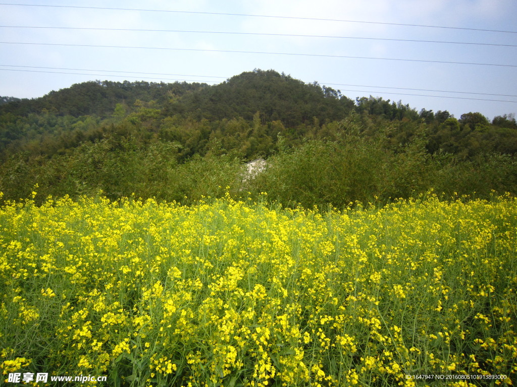 油菜花