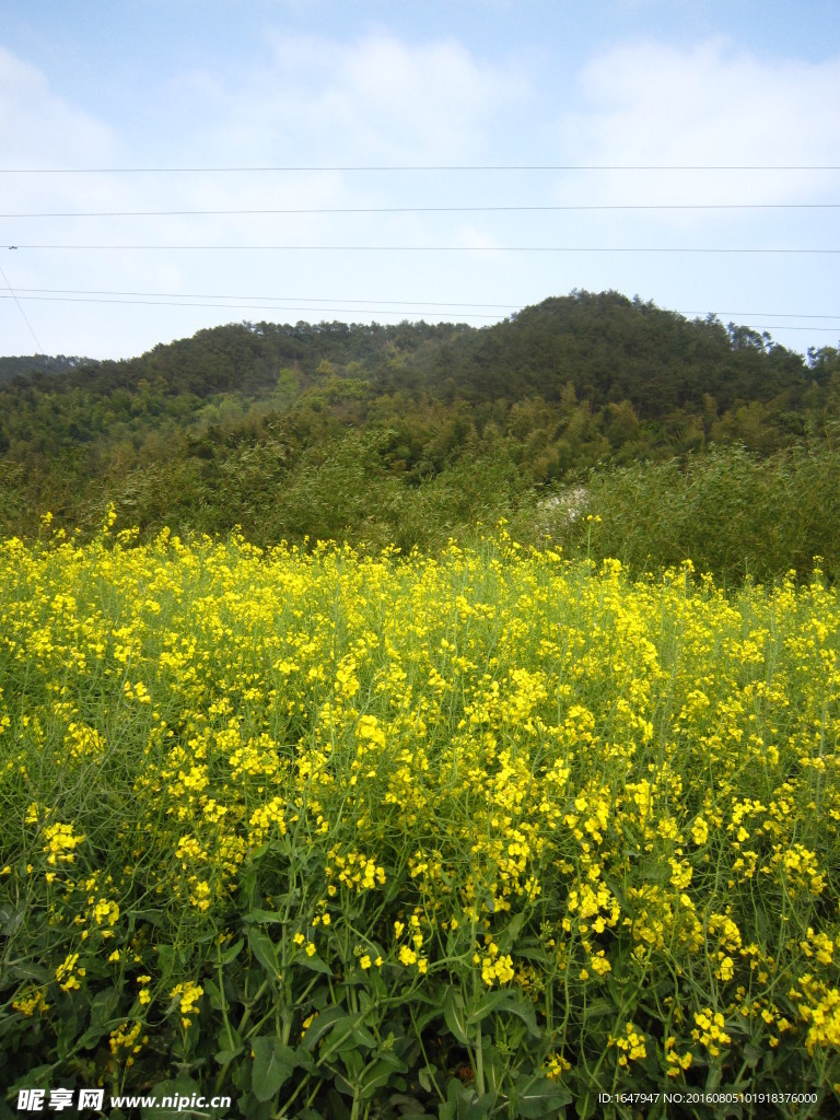 油菜花