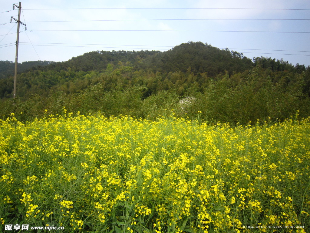 油菜花