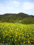 油菜花