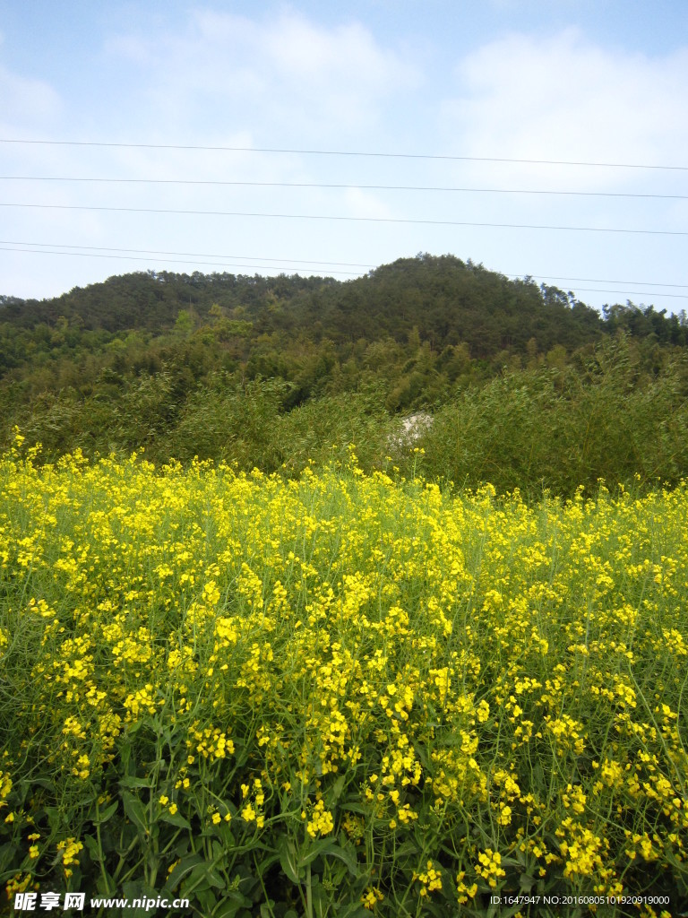 油菜花