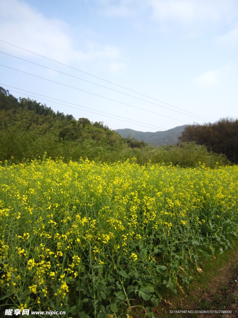 油菜花