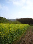 油菜花