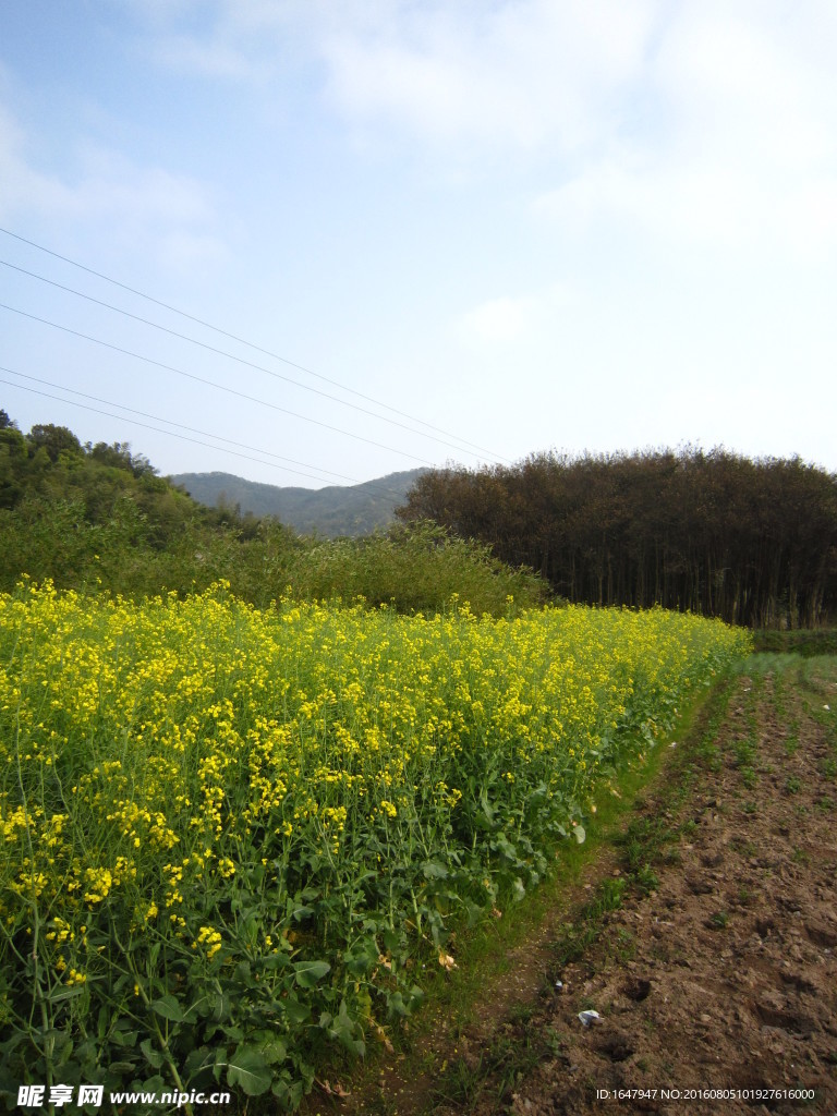 油菜花