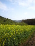 油菜花