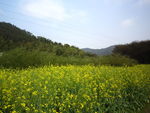 油菜花