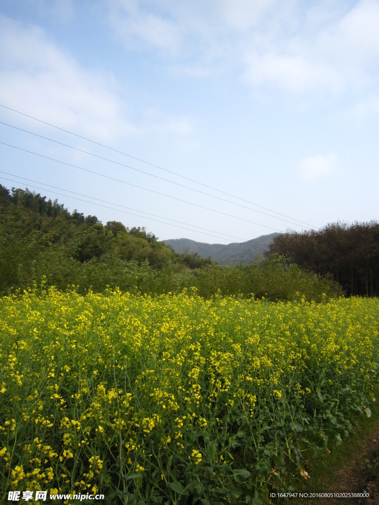 油菜花