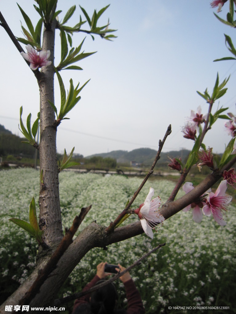 桃花