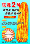 玉米种子海报