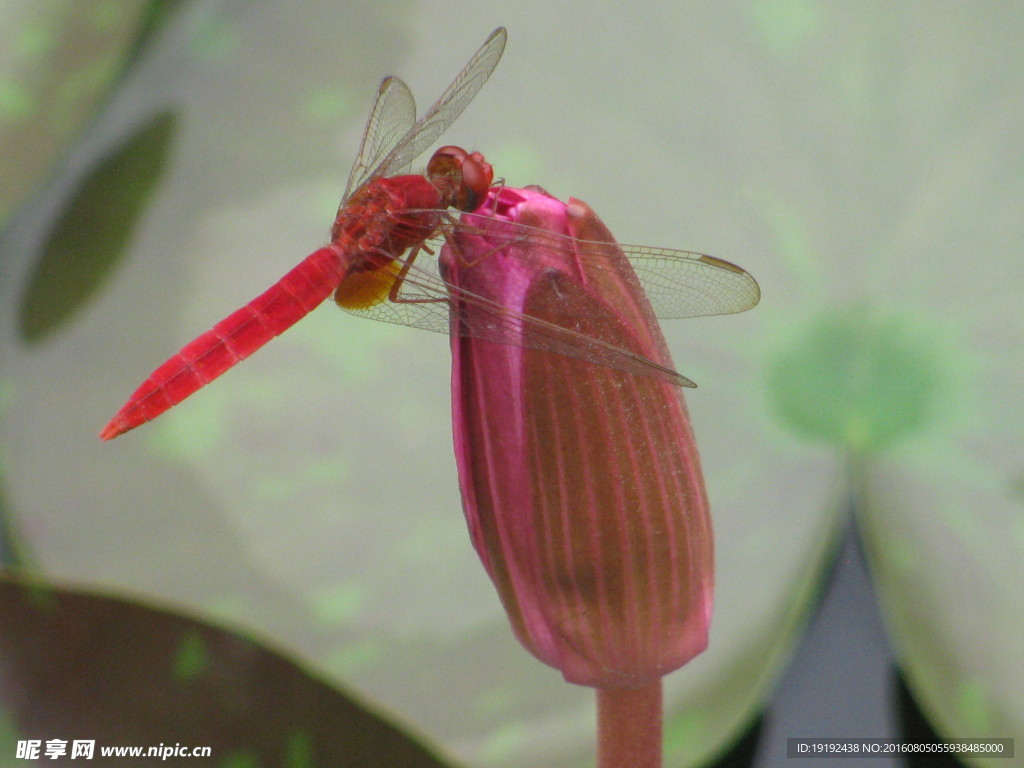 荷塘红蜻蜓