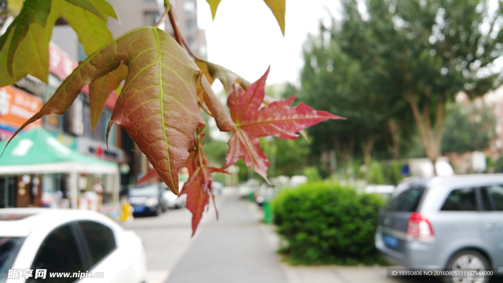 路边的枫叶