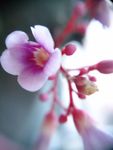 杨桃花