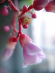 杨桃花
