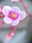 杨桃花
