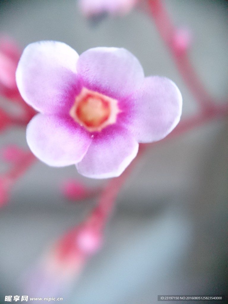 杨桃花