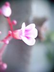 杨桃花