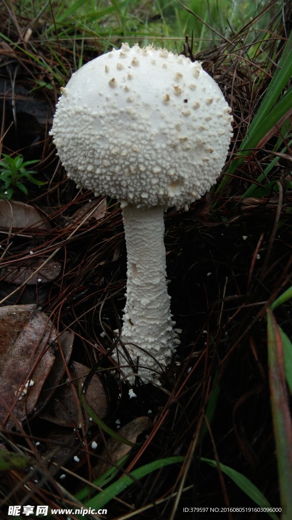 白菌子
