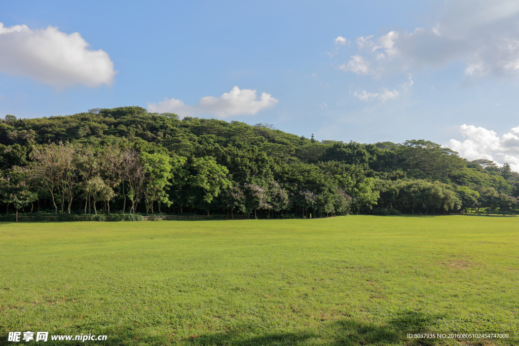 深圳莲花山公园草地