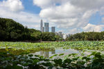 深圳莲花山公园