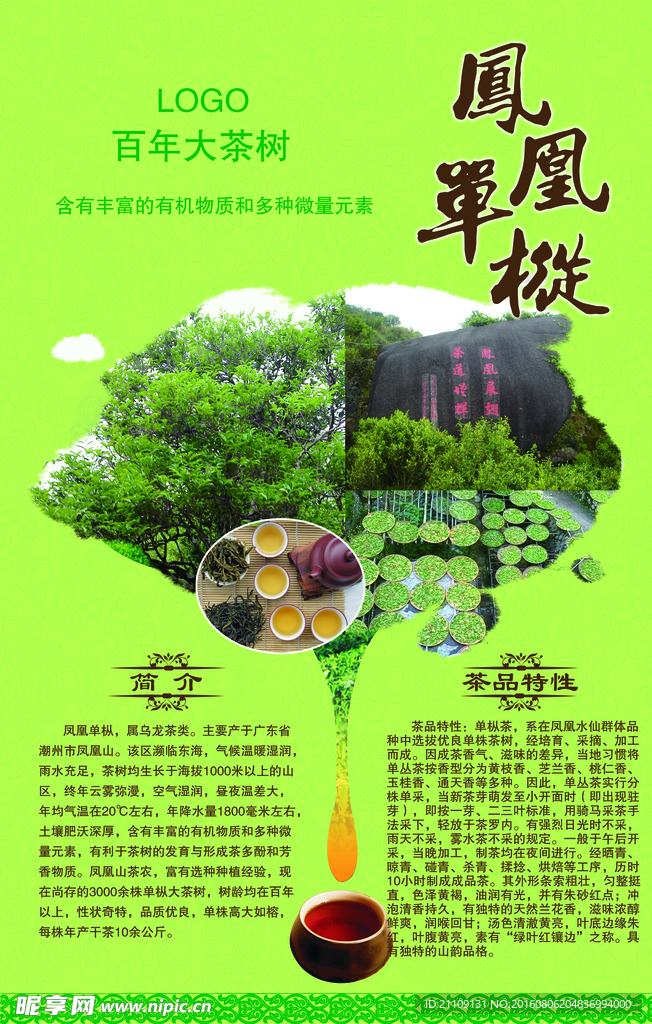百年大茶树