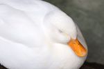 鸭子
