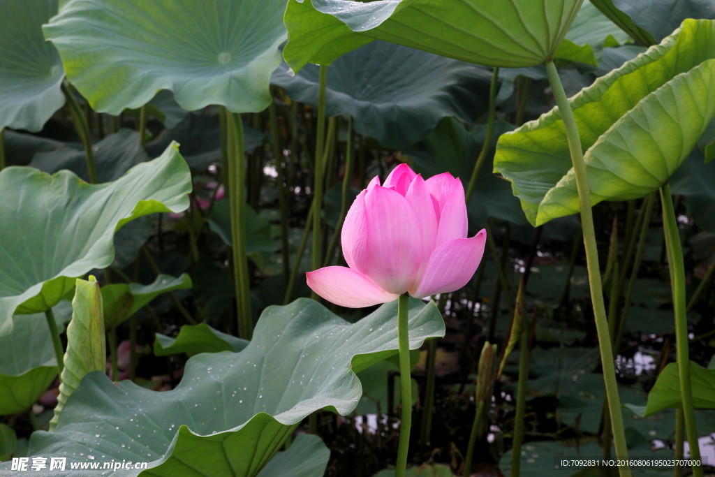 荷花