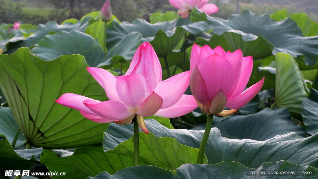 荷花