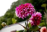 大丽花