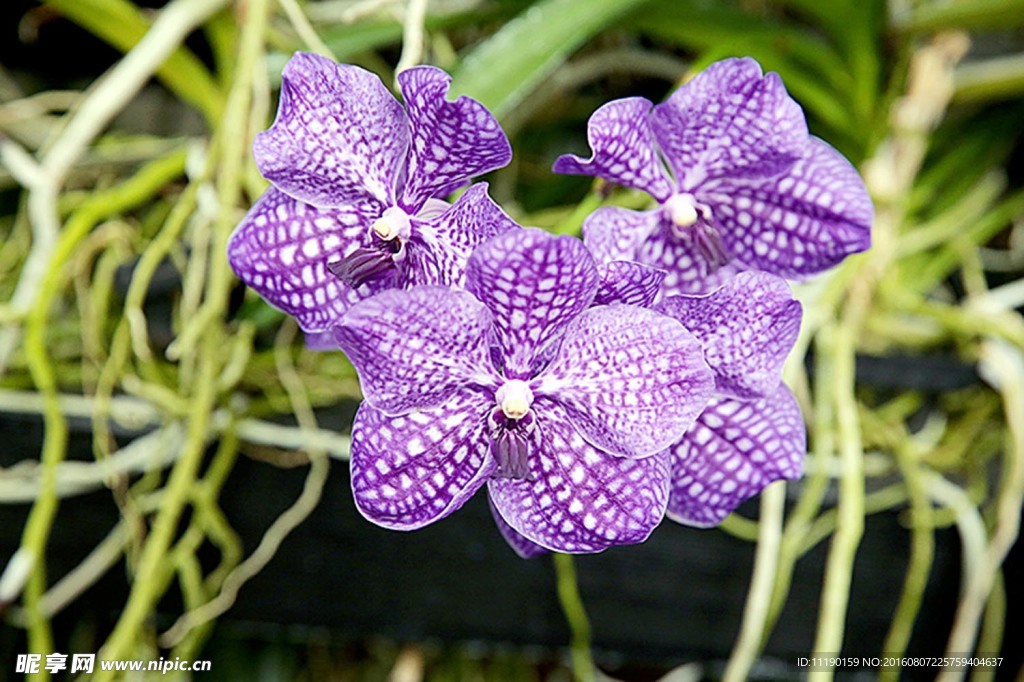 紫色蝴蝶兰花