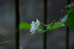 茉莉花