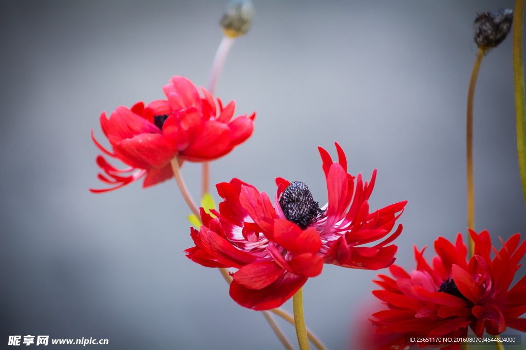 红色海葵花