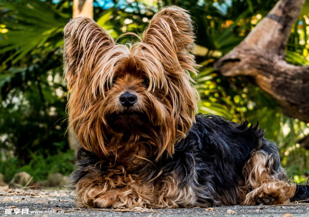 约克夏犬