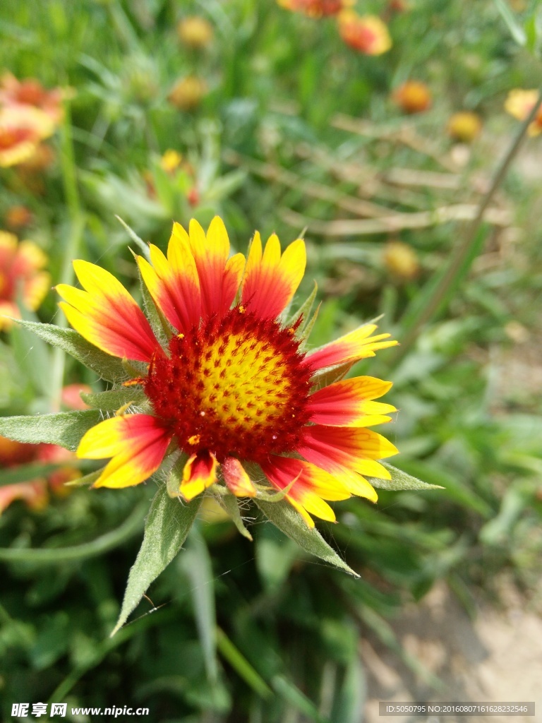 野菊花