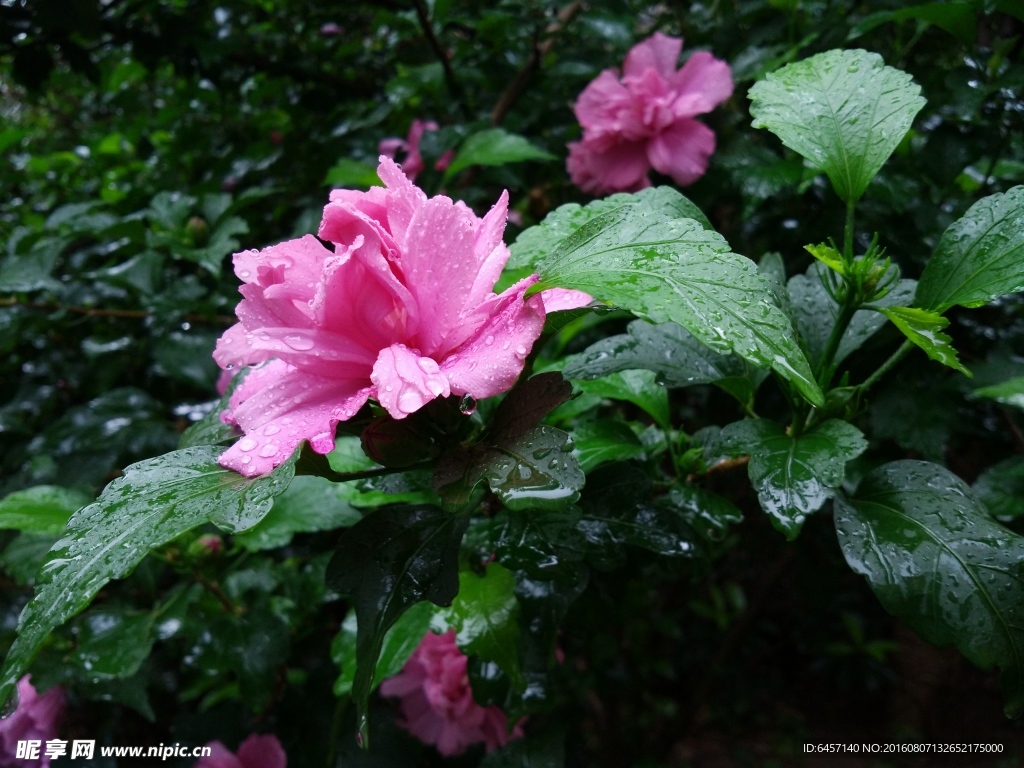 雨中木槿花