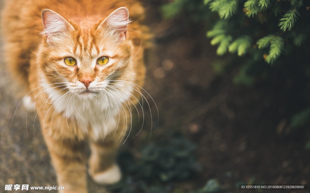 盯着我看的猫咪