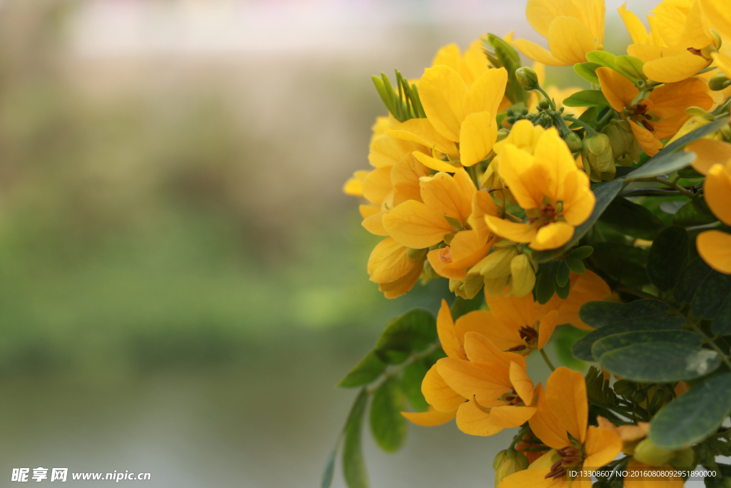 双荚决明 黄槐花