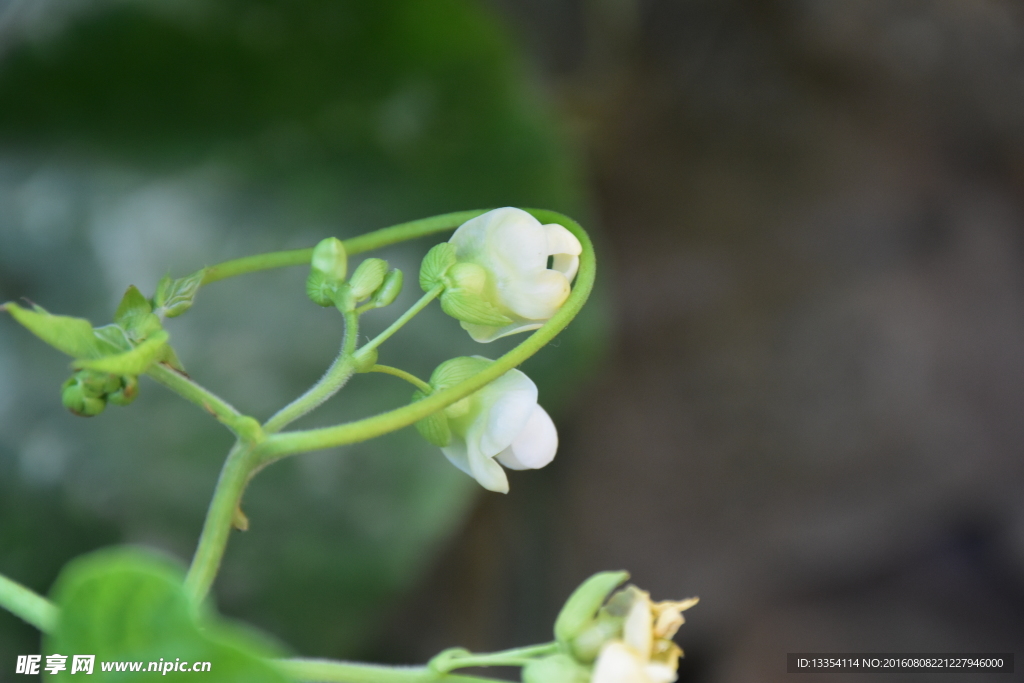 豆角菜