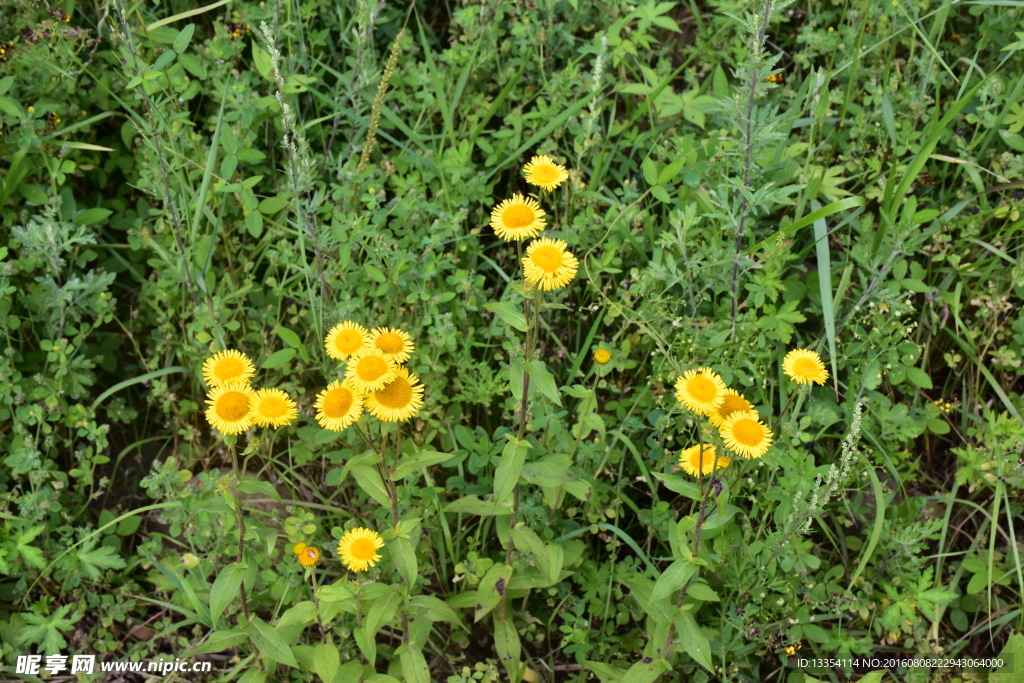 野菊花