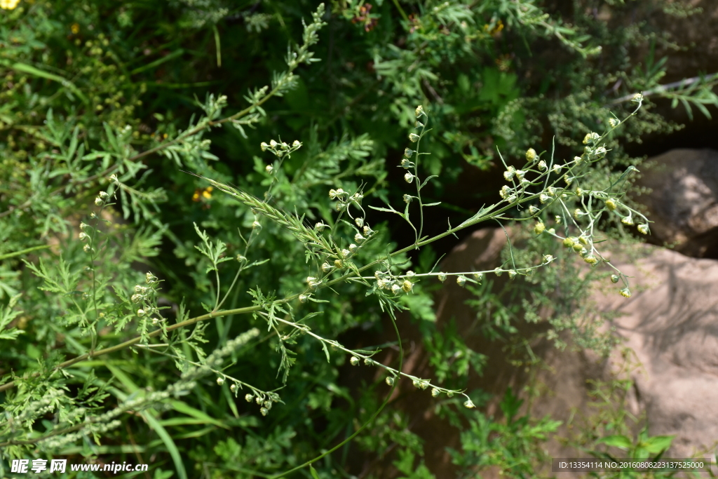 狗尾巴草