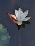睡莲
