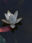 睡莲