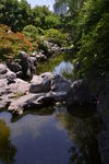 假山睡莲池