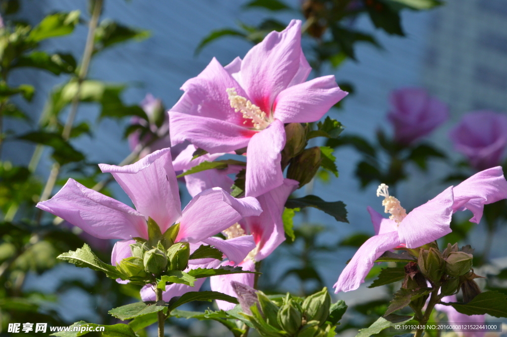 木槿花