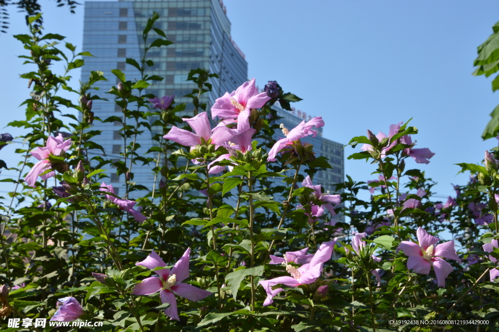 木槿花