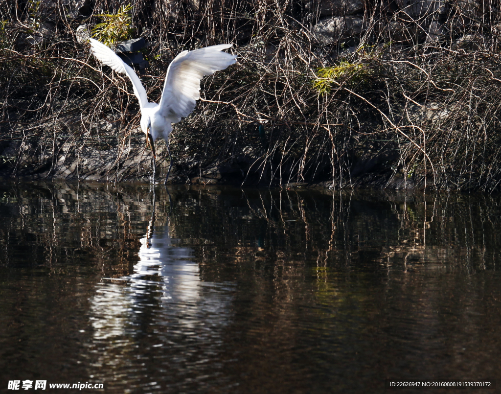 汉城湖畔的丹顶鹤
