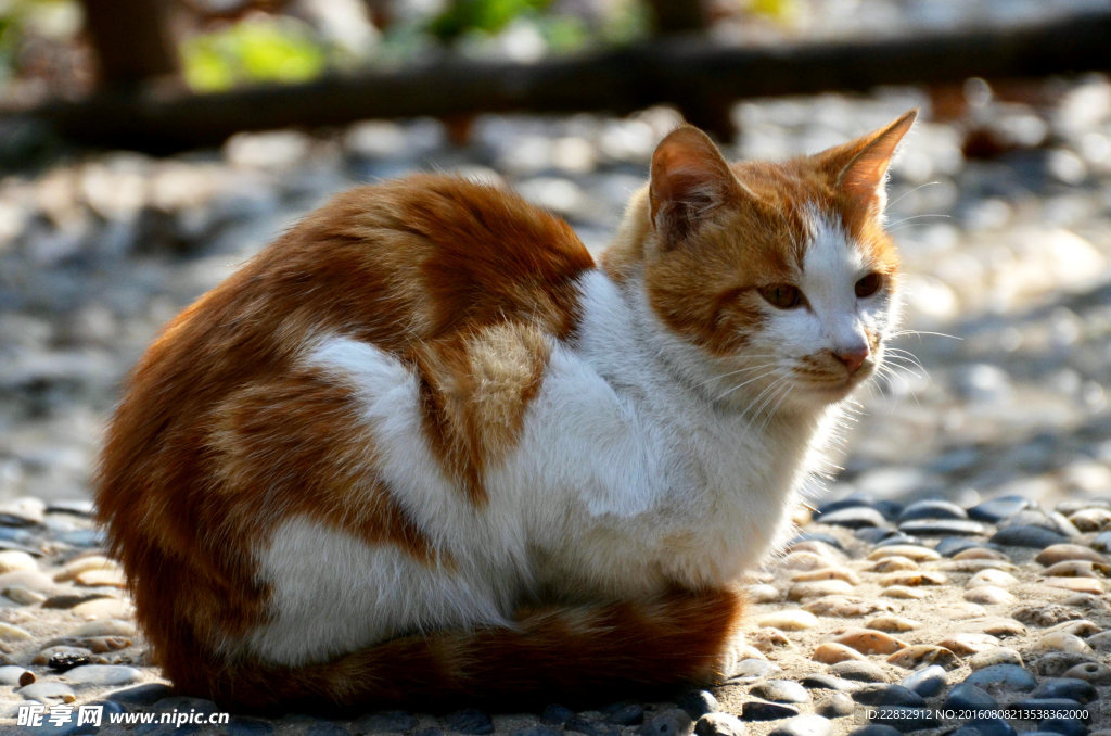 猫