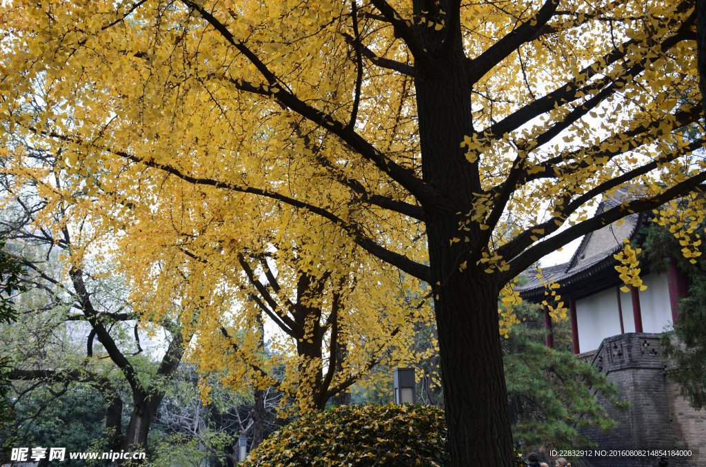 秋天银杏树