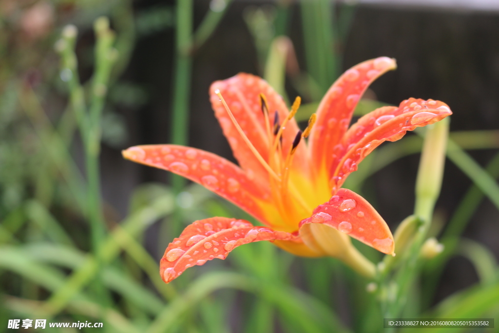 黄花菜